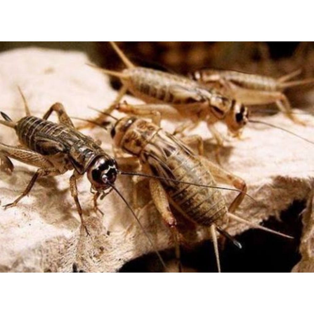 UNIQUE.PS-JANGKRIK FROZEN 100GRAM