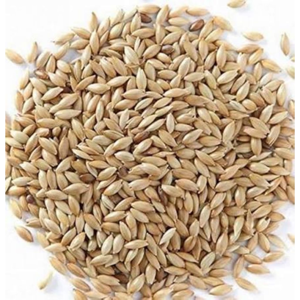 Kenari Seed Pakan Kenari 100Gr | Biji Kenari Pakan Burung Kenari | Seed Kenari | Pakan Kenari