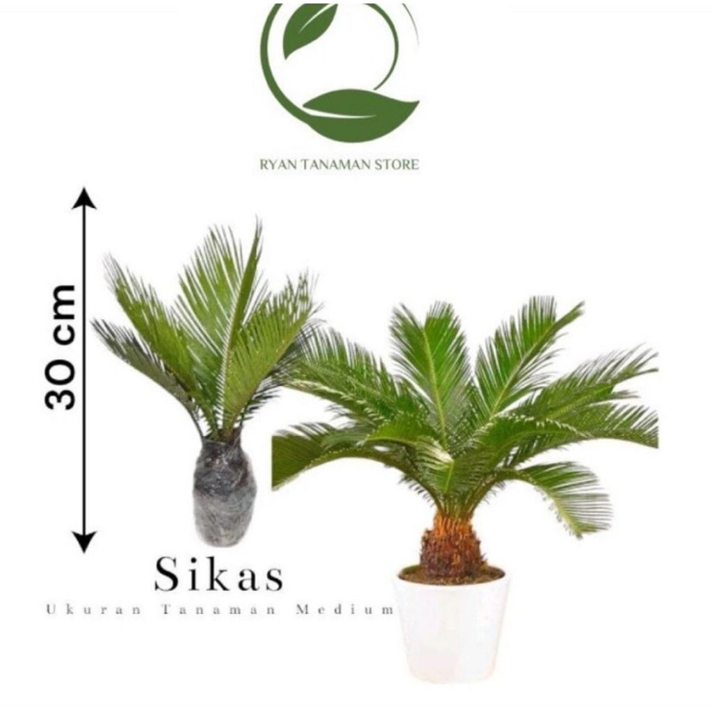 TERMURAHTanaman Hias Sikas Ukuran Kecil - Tanaman Hias Sikas - Pakis Haji