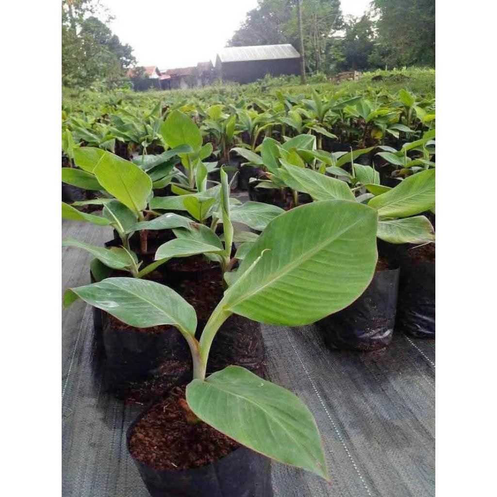 Bibit pisang tanduk botol, kualitas super,bibit subur siap tanam(asli)