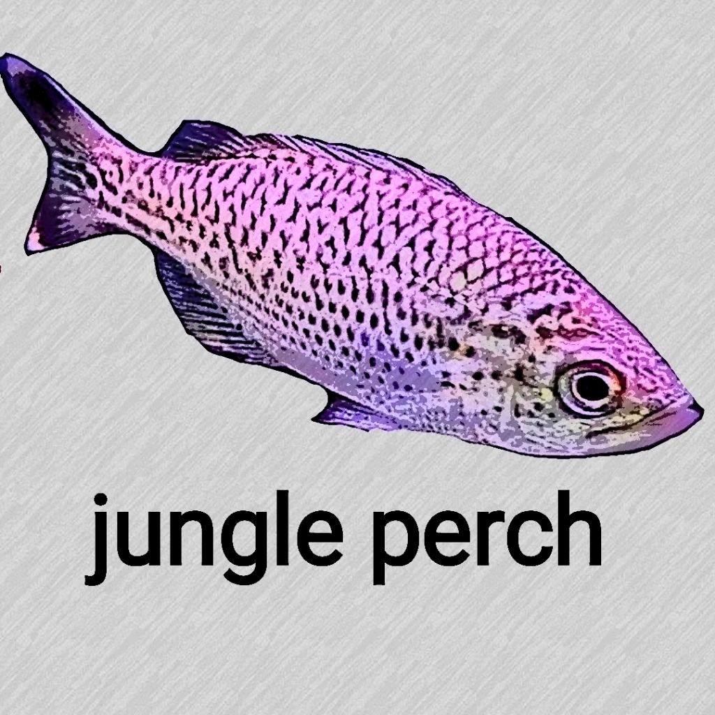 Jungle perch / JP