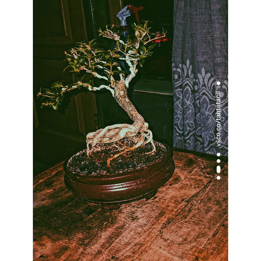 bonsai mame