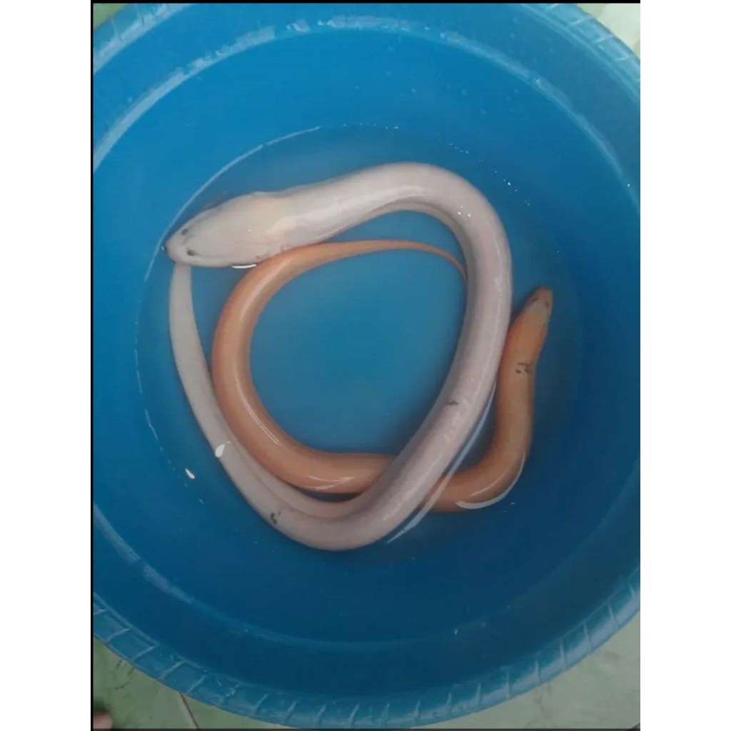 Belut Albino Hiasan Aquarium