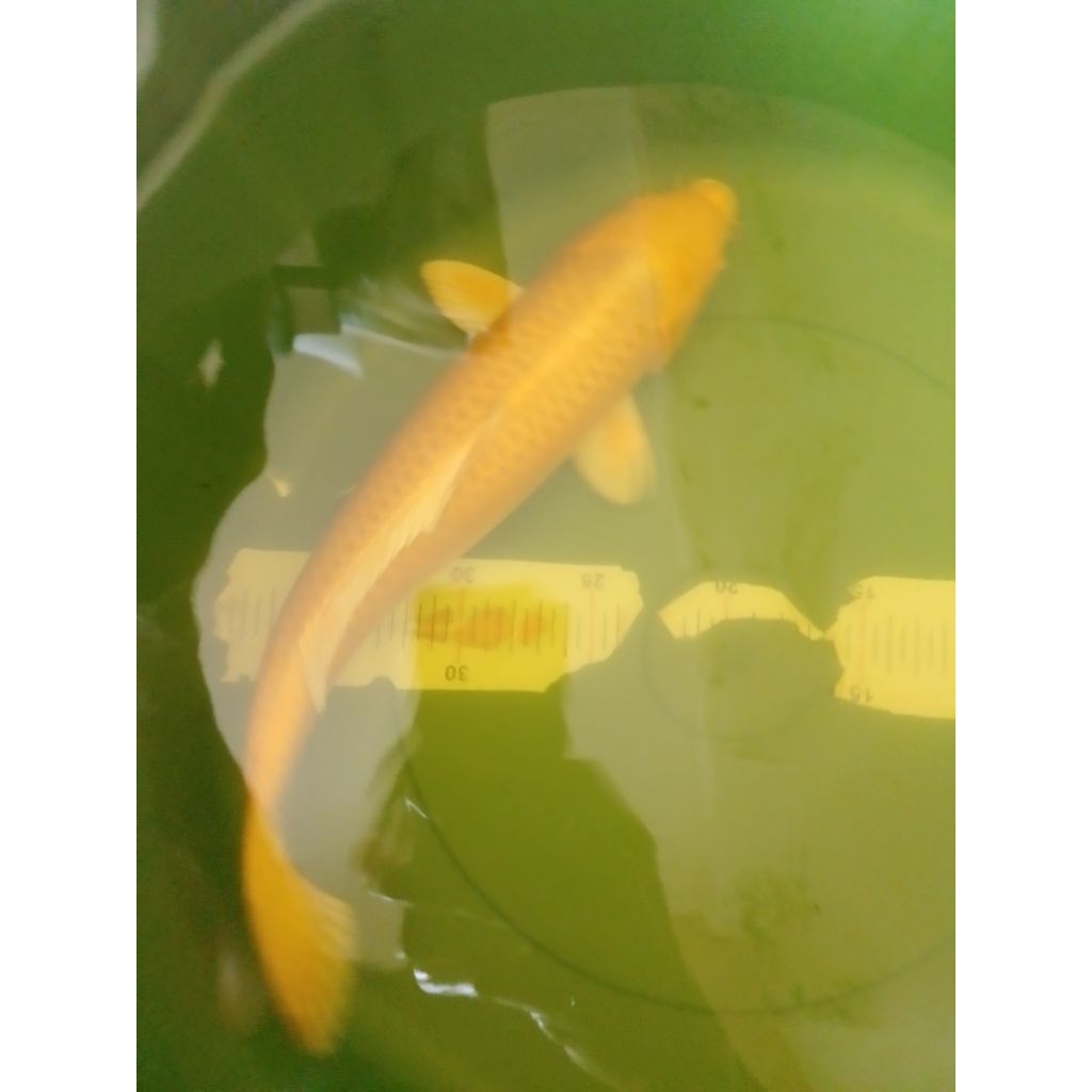 Ikan koi jenis Ogon 35cm warna kuning