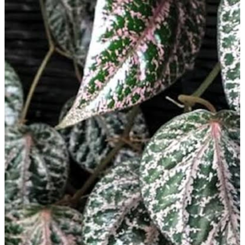 Sirih wulung / sirih hitam