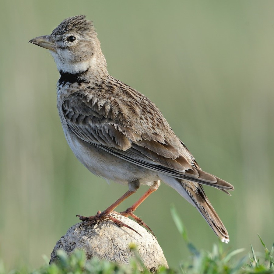 Burung Calandra Lark Branjangan Calandra Pilihan Jantan Rajin Bunyi