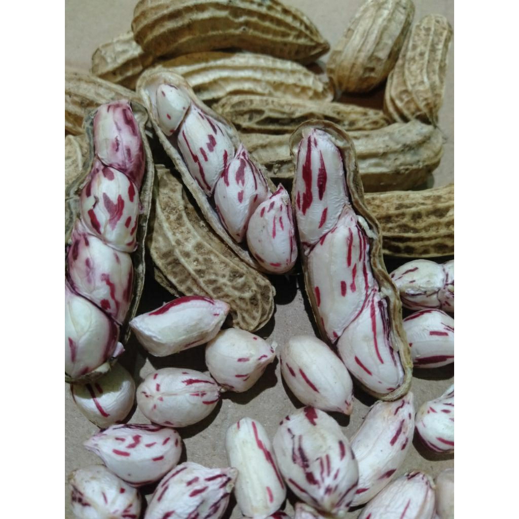 Kacang madu / kacang lurik manis 1kg