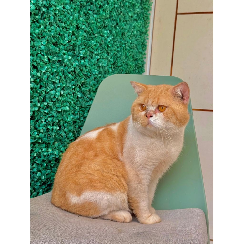 Adopt Kucing British short hair big bone Pedigree