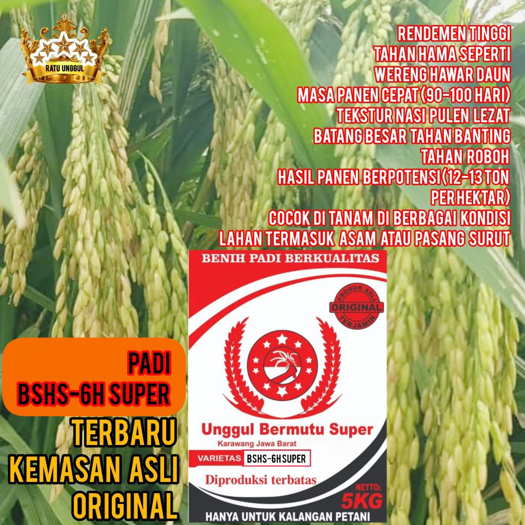 Benih Padi Hibrida Sterling BSHS-6H Super 5Kg Unggul Tahan Penyakit Tahan Rebah
