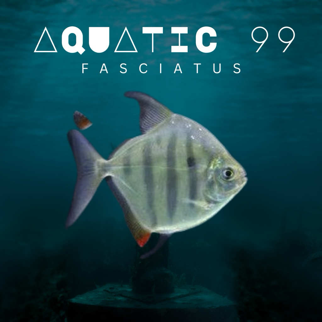 Myleus Fasciatus Size 12