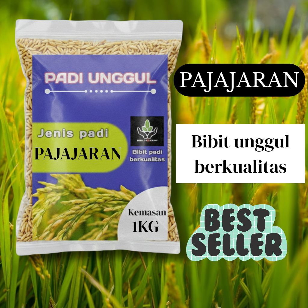 BIBIT PADI UNGGUL PAJAJARAN KUALITAS PREMIUM KEMASAN 1KG