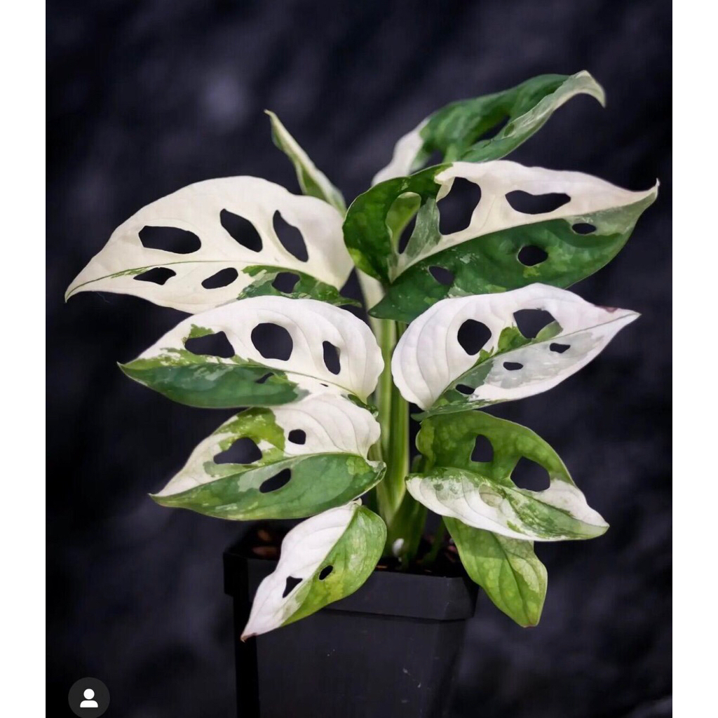 JANDA BOLONG VARIGATA JEPANG / MONSTERA ANDANSONI VARIGATA ( REAL PICT SLIDE 2)