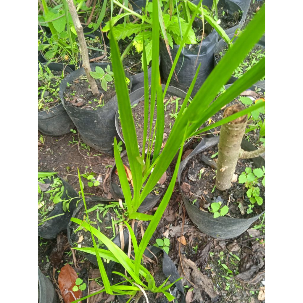 Bibit Tanaman Dlingo