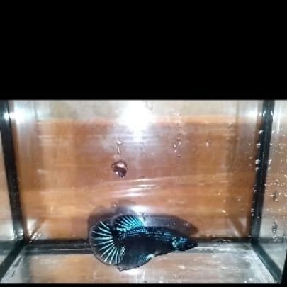 hiasan aquarium ikan cupang random Hm Pk good quality