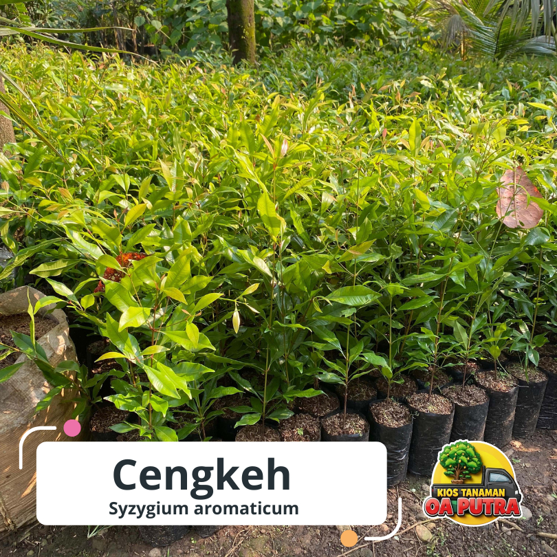 Bibit cengkeh zanzibar pucuk merah super unggul