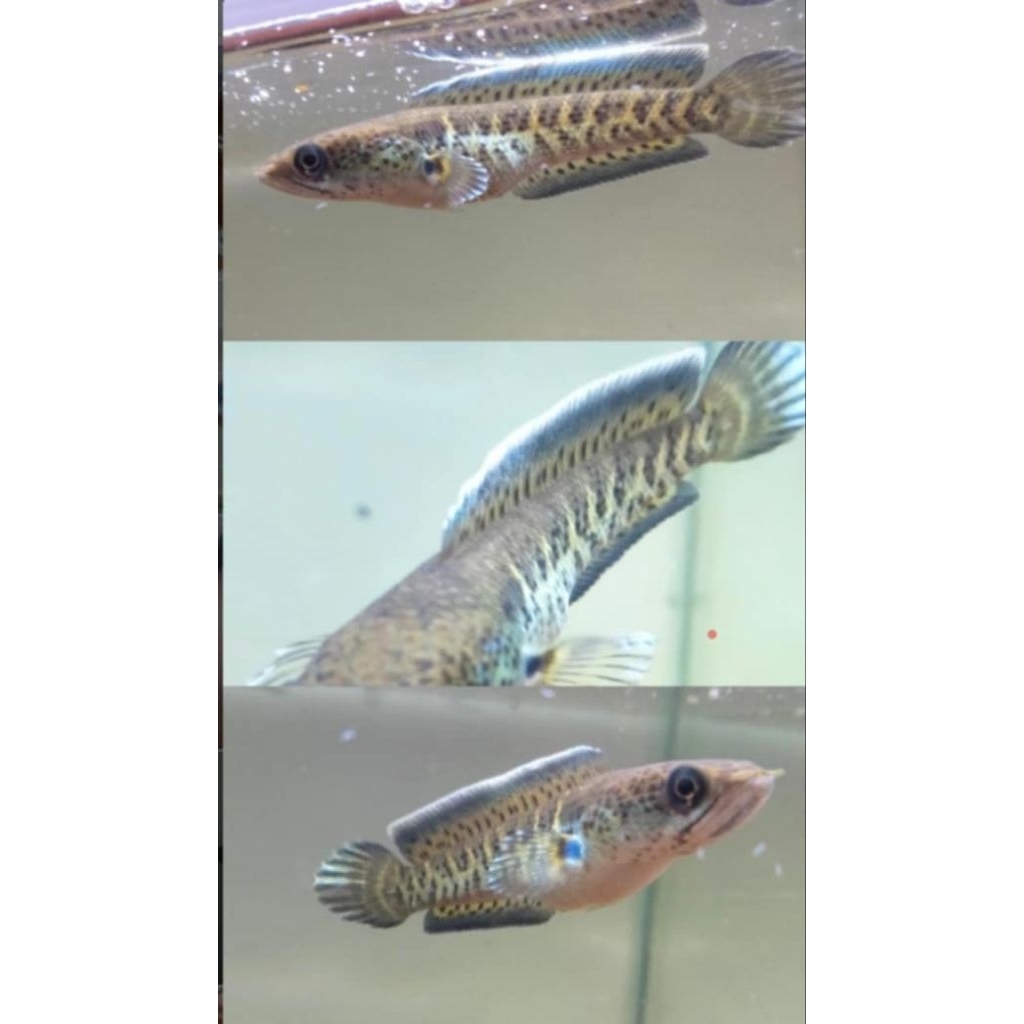 auranti 8_10cm cb india