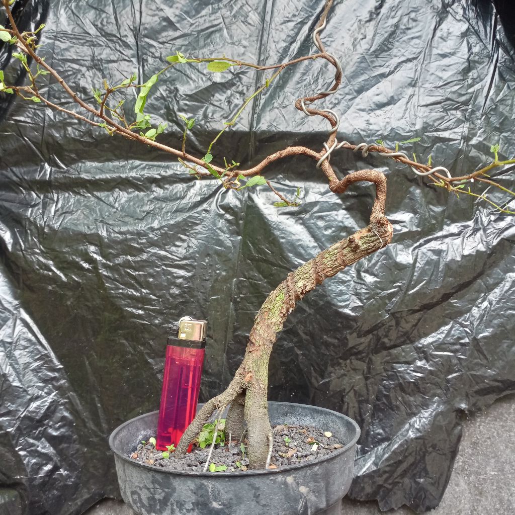 bahan bonsai asem jawa