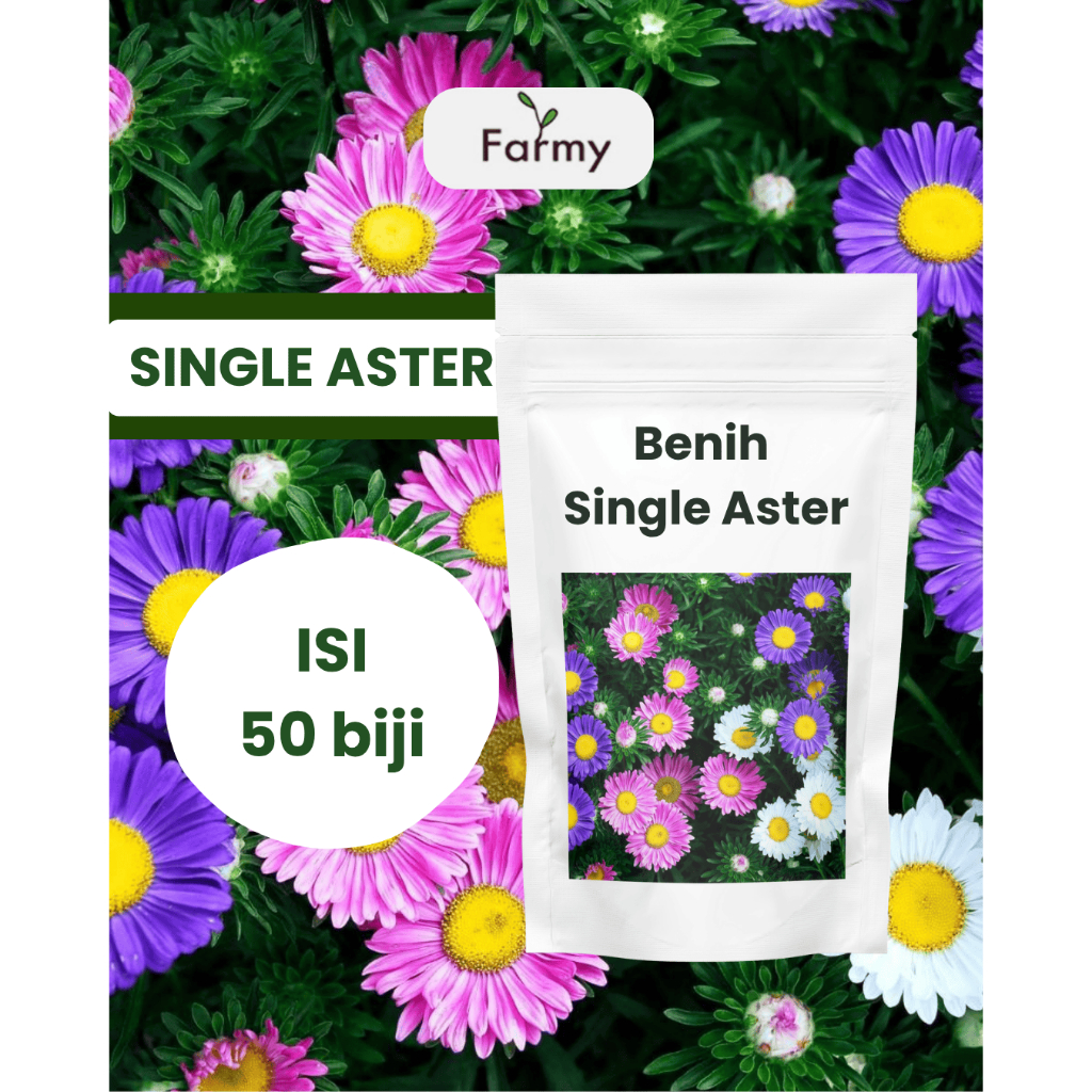 Bibit Biji Bunga Single aster mix colour isi 50 biji  Mudah Ditanam || Bibit Biji Bunga Aster warna 