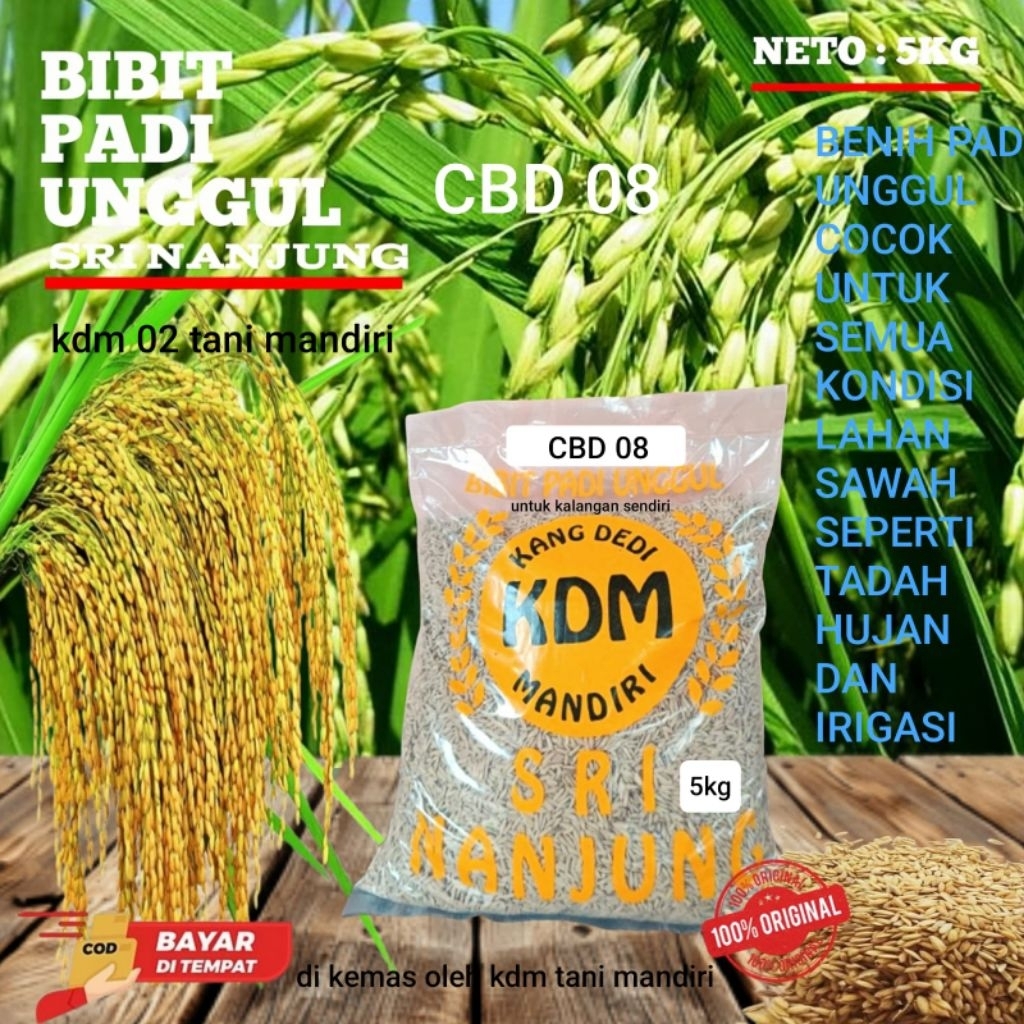 BENIH PADI CBD 08 KEMASAN 5KG BIBIT PADI UNGGUL