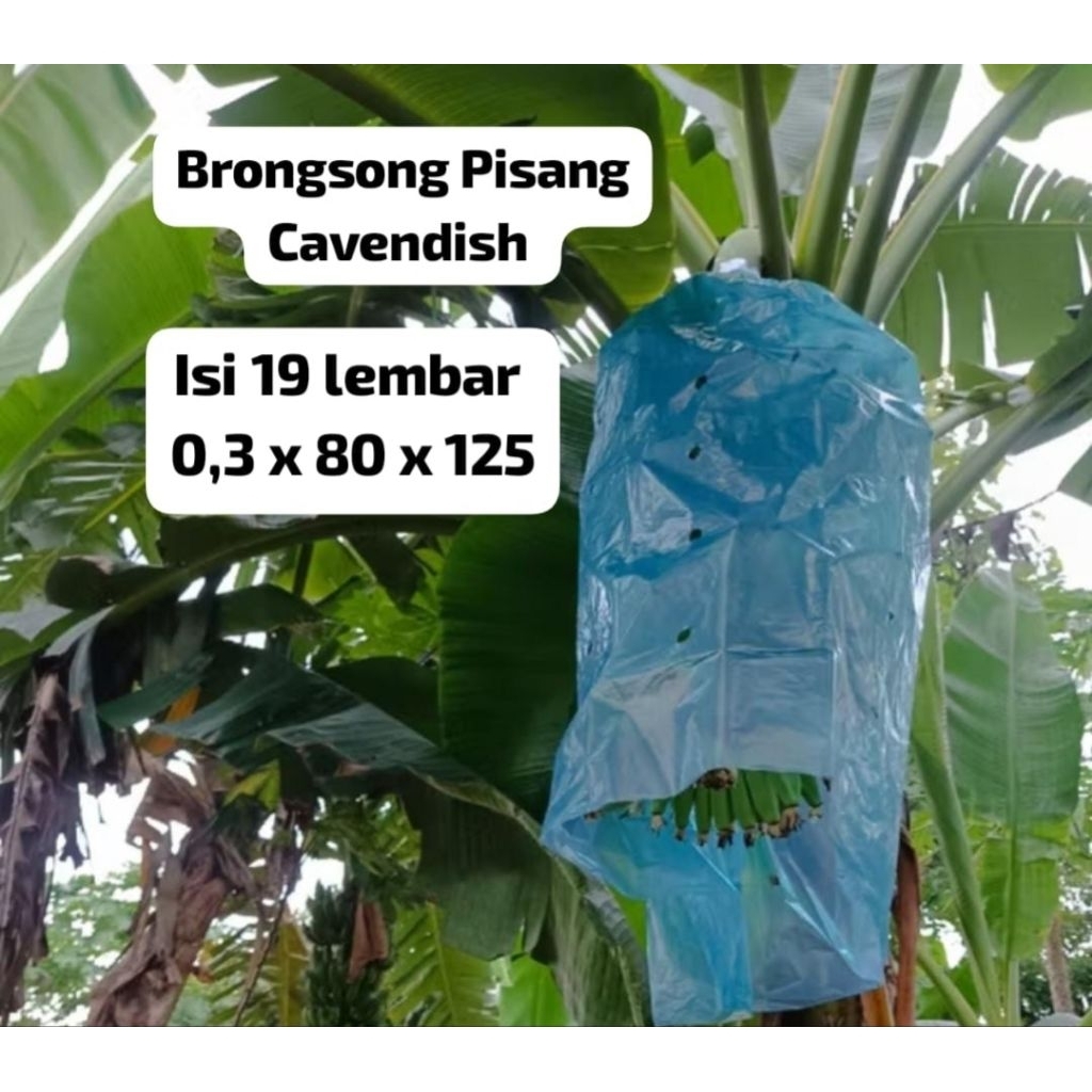 BrongsongPisangCavendish