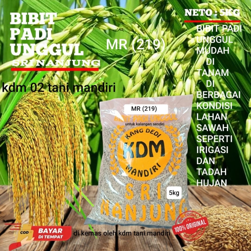 BENIH PADI BIBIT PADI MR 219 KEMASAN 5KG BIBIT PADI UNGGUL