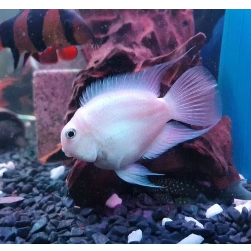 Platinum Pollar Parrot - Ikan Hias Aquarium