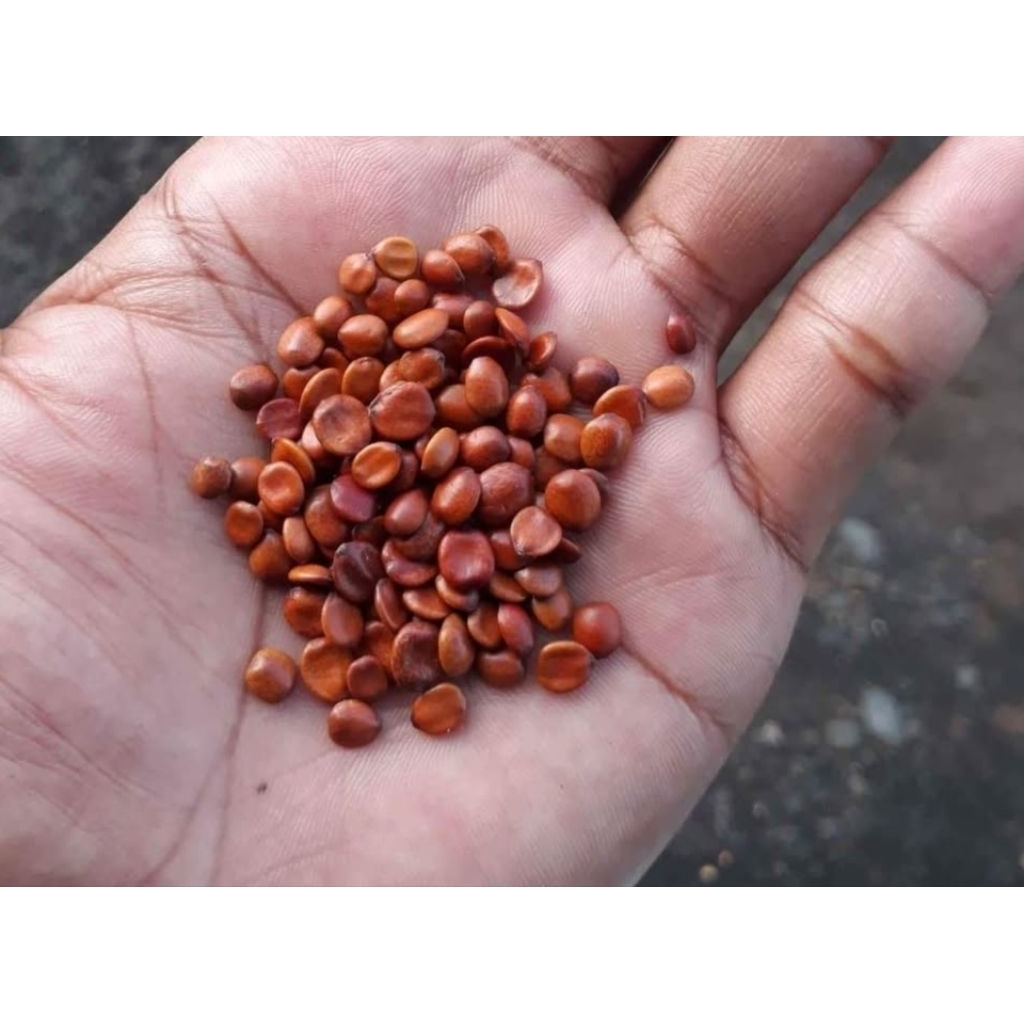 BENIH BIJI BIDARA ARAB ASLI 50 BUTIR