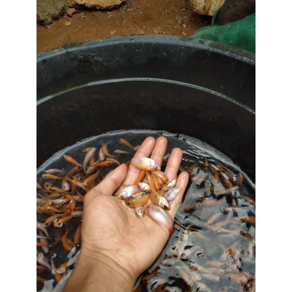 Bibit ikan nila merah Bangkok paketan isi 100