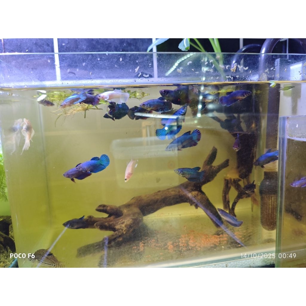 CUPANG HALFMOON BETINA