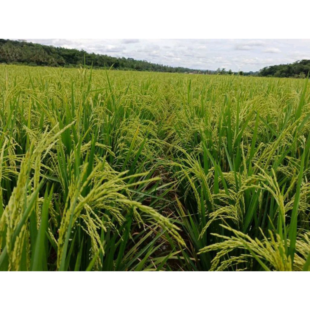 BENIH PADI UNGGUL DENOK TAIWAN 5KG