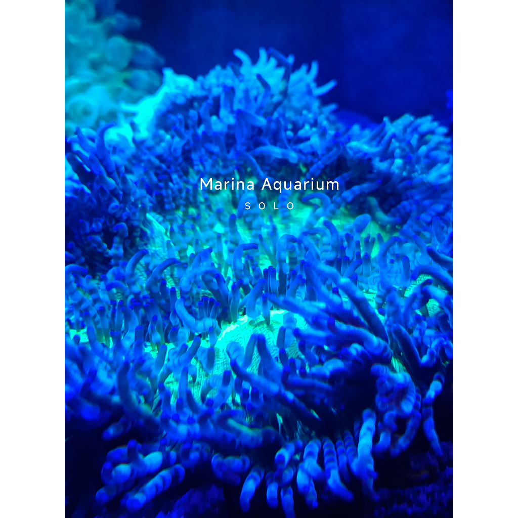 Trumbu Terumbu Air Laut Anemon Clown