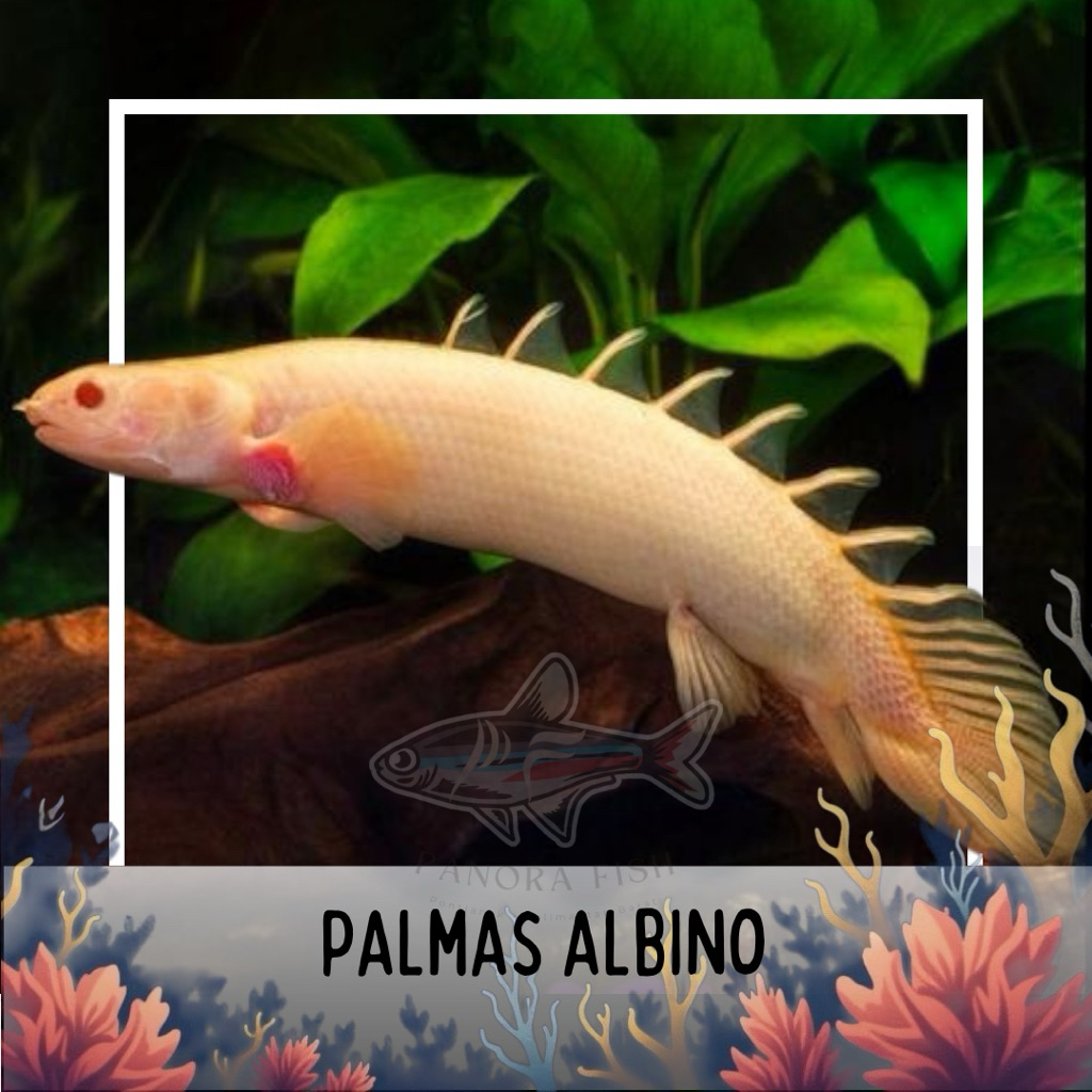 perlengkapan aquarium palmas albino besar