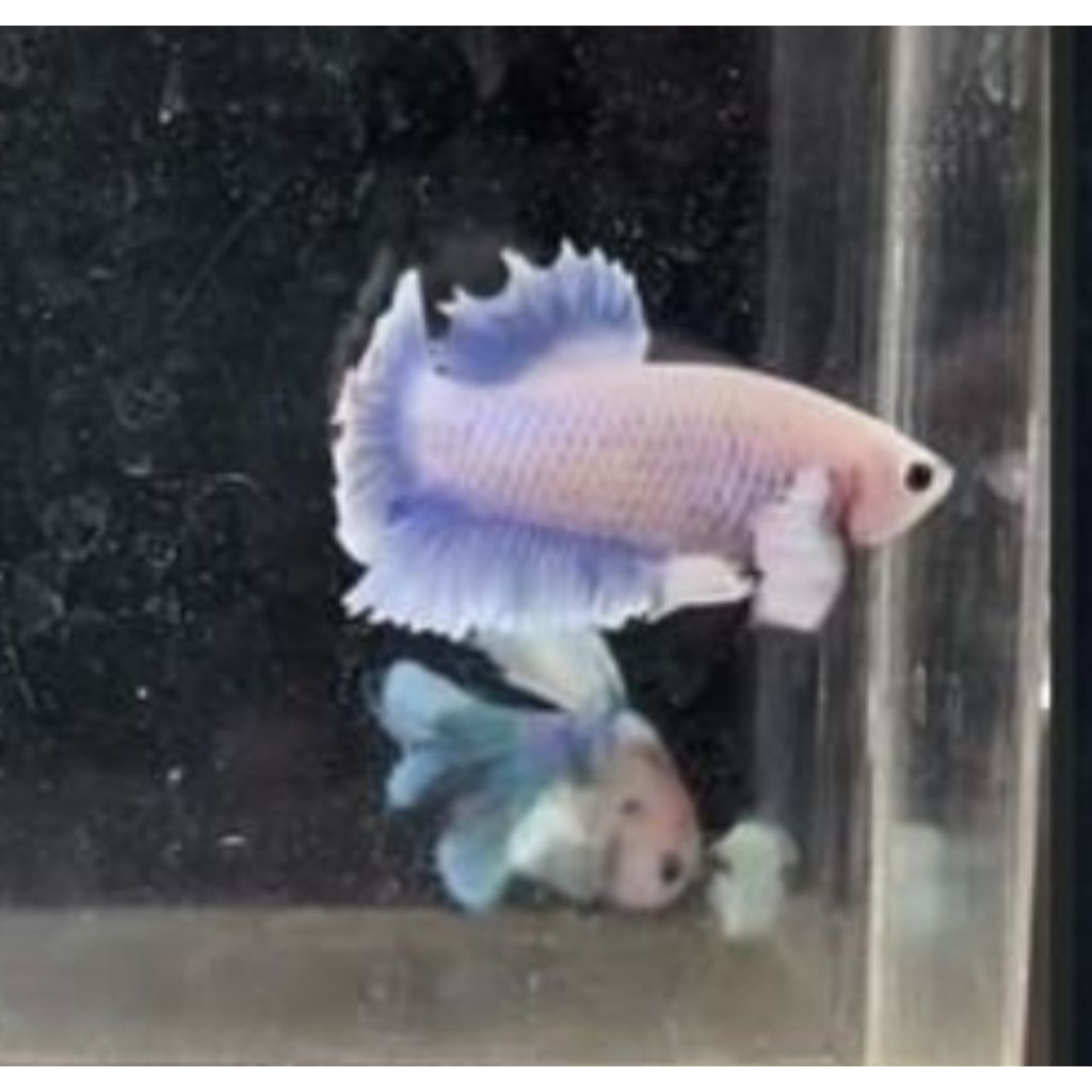 ikan hiasan akuarium