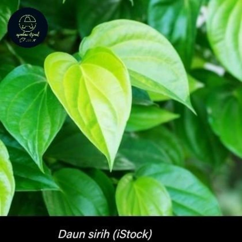 daun sirih, daun sirih hijau, sirih hijau, daun sirih hijau, daun sirih segar, tanaman obat daun sir