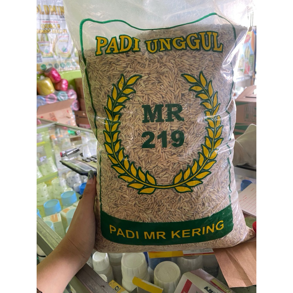 Benih padi MR 219 benih padi unggul tahan rebah