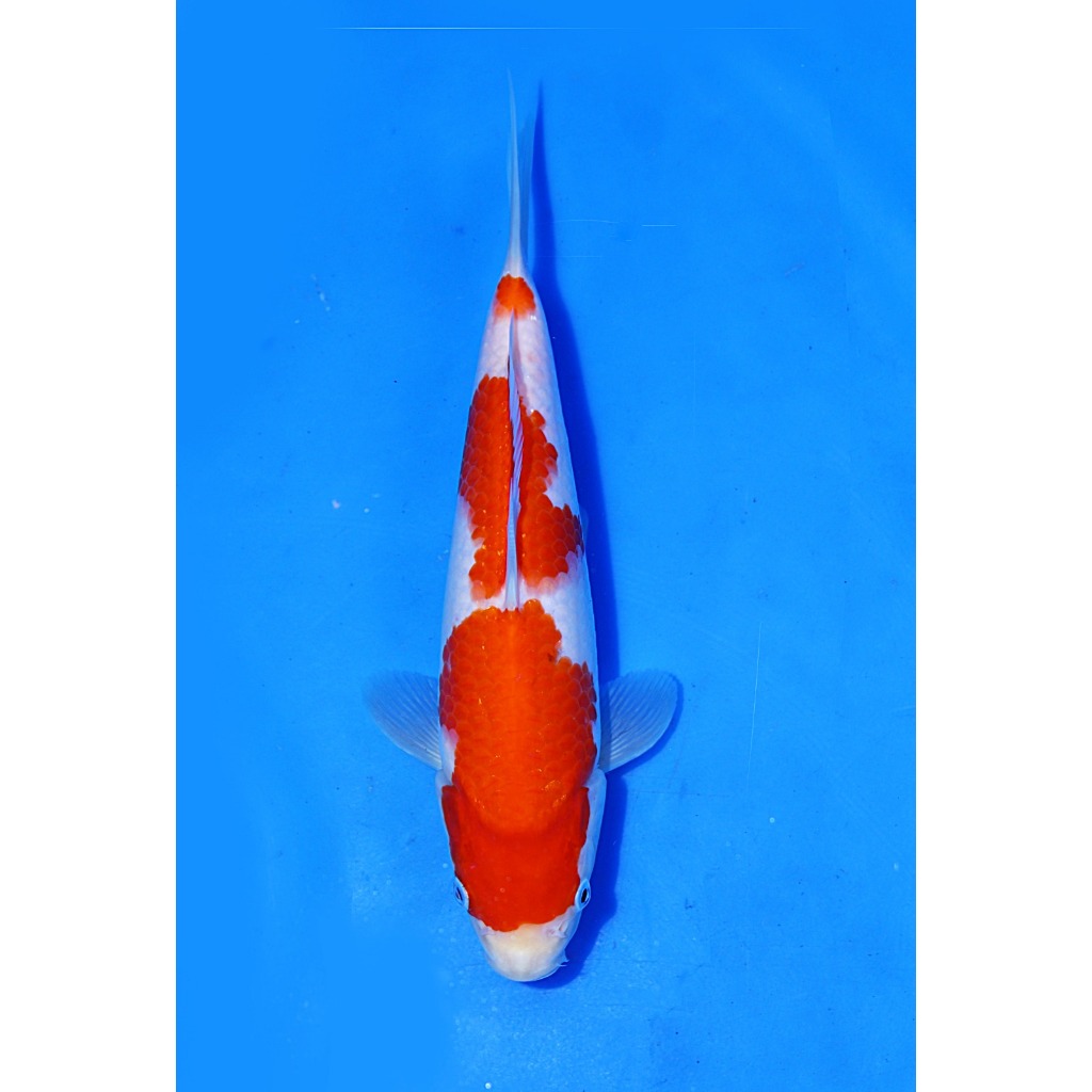 Koi Import Kohaku Marudo Koi Farm Size 24 cm