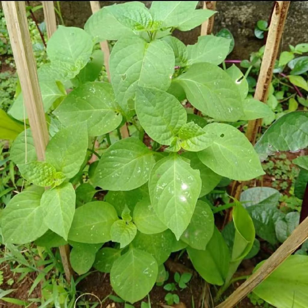 Bibit Pohon Leunca Lalap - Tanaman Buah Leunca Lalap
