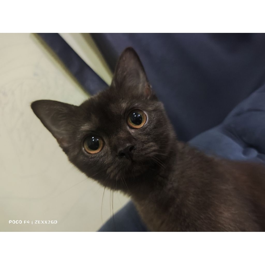 Open adopt Kucing Bsh betina, sehat no kutu jamur