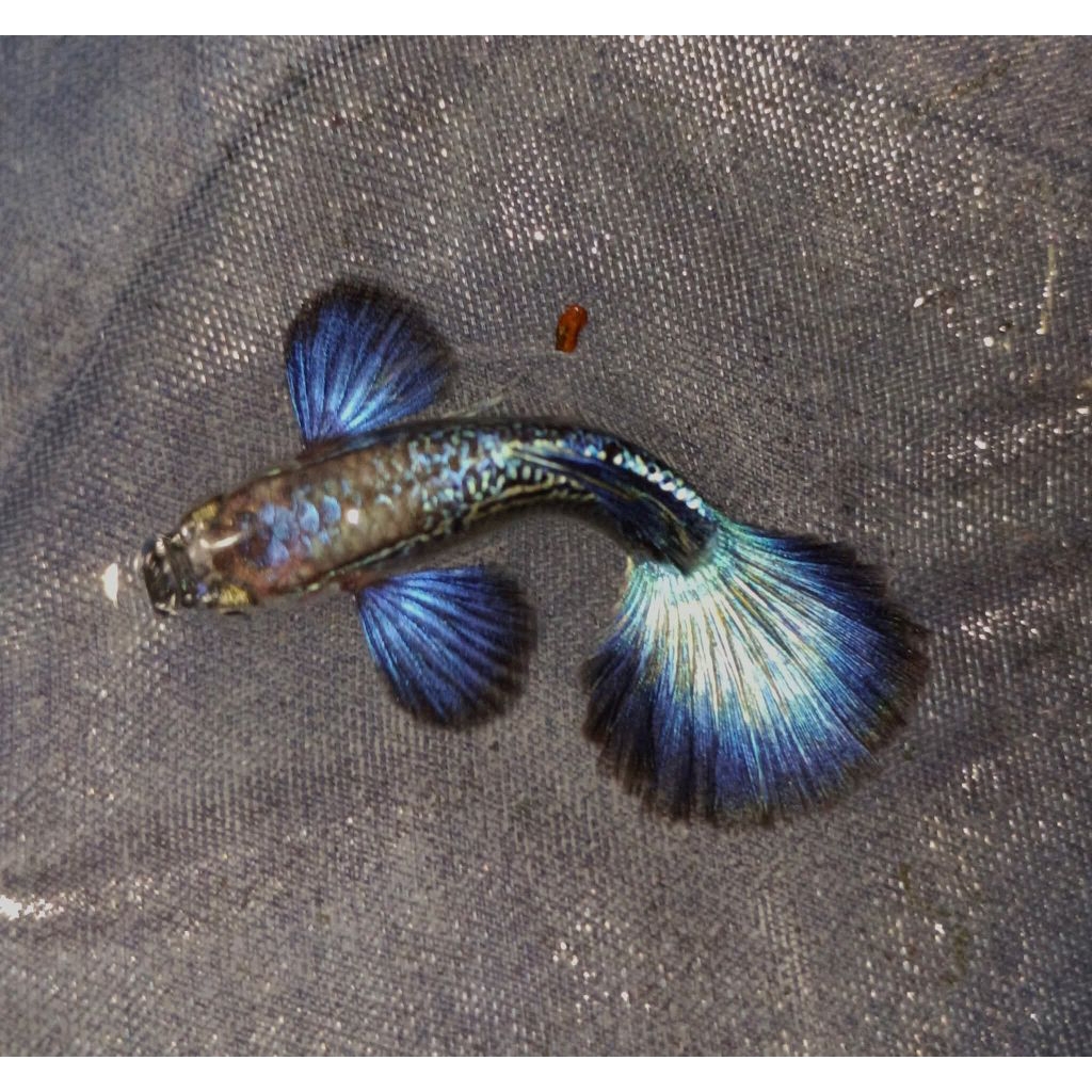 Stiker Guppy Purple Dragon Big Ear / Purple Dragon Dumbo Ear