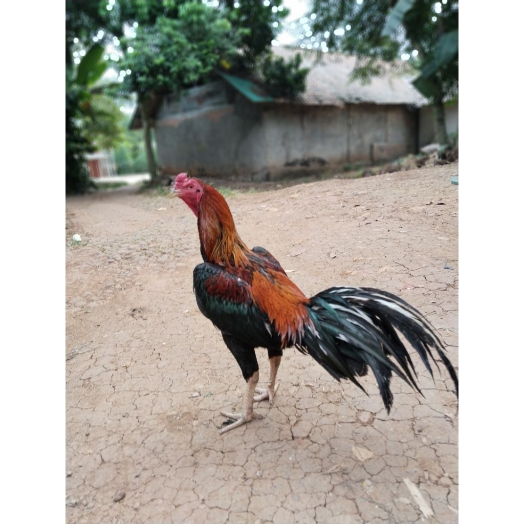 ayam bangkok klasik jantan