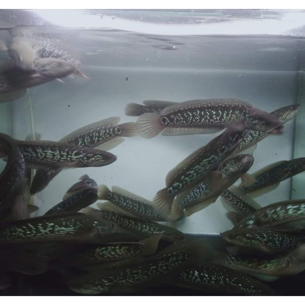 paket 2 ekor Channa asiatica Ws bahan gondrong size 10 cm