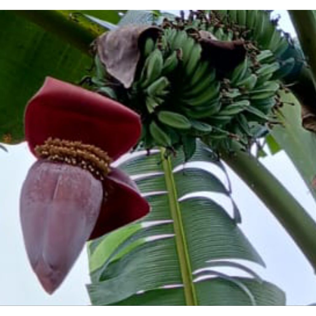 Jantung Pisang Kepok