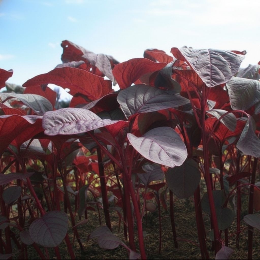 COD - Bayam Merah 1000 biji bibit seed Benih Bayam Merah Red Bintang Asia - Bibit Tanaman Sayur Sayu