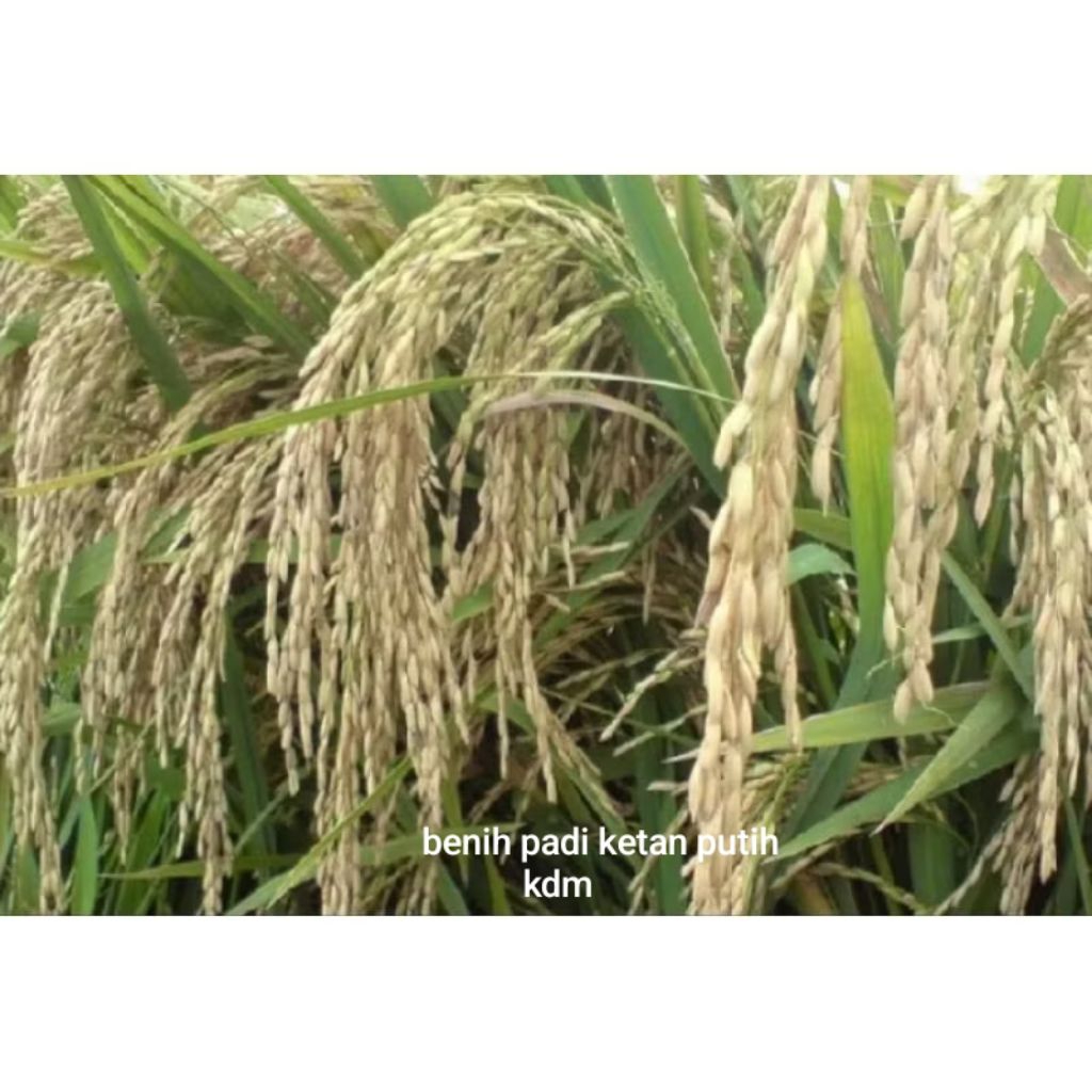 BENIH PADI BiBIT PADI KETAN PUTIH KEMASAN 1KG BIBIT PADI SUPER UNGGUL