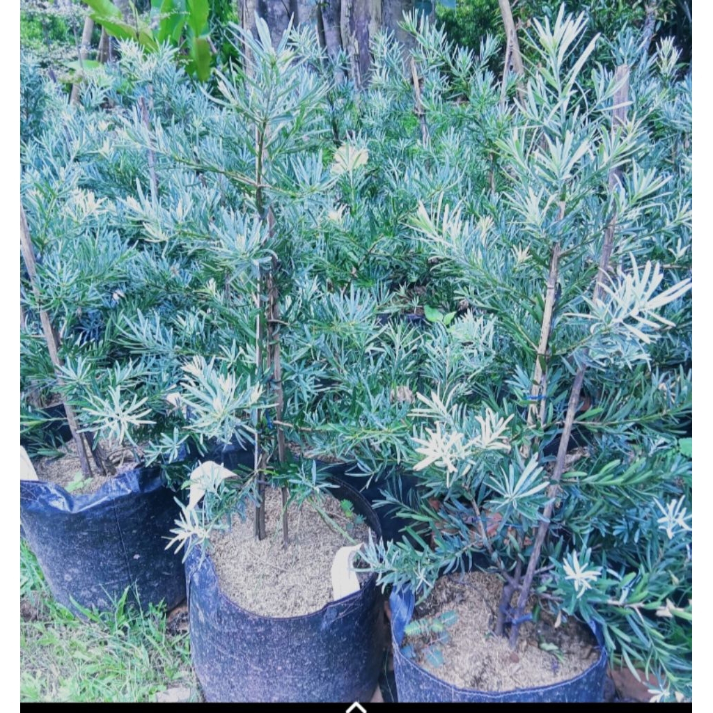 Tanaman hias lohansung blue ice/tinggi 1 meter