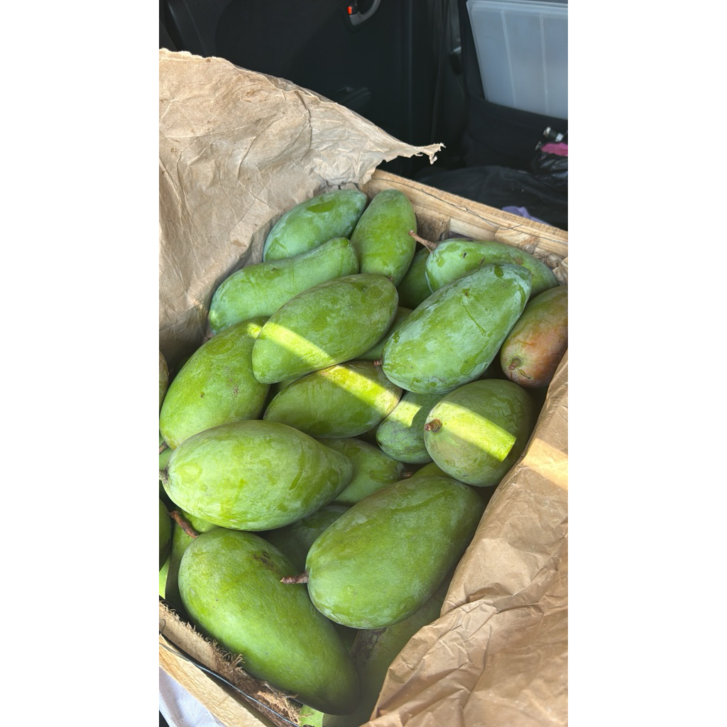 Mangga Kiojay Mangga Thailand