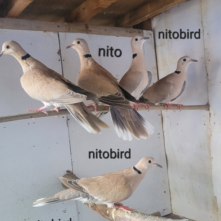 burung puter pelung trah lomba