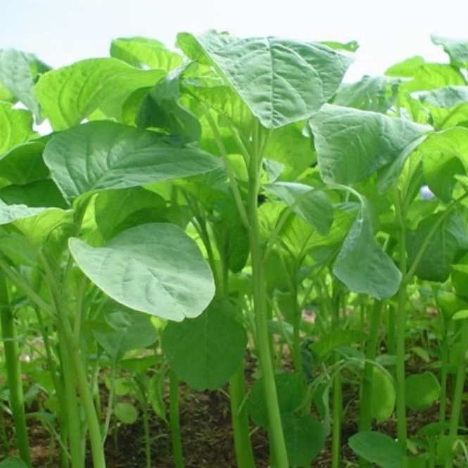 BENIH/BIJI BAYAM HIJAU (5000 BUTIR)