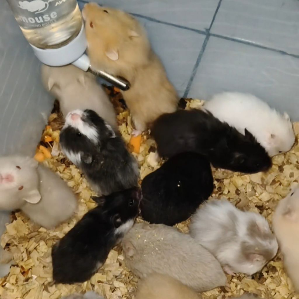 Hamster Syrian PAKET HEMAT Termurah Hamster Sirian Jinak Gembul Sehat Dan Lincah