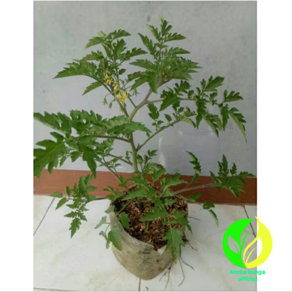 POHON TOMAT RAMPAI SUDAH DEWASA / TANAMAN BUAH TOMAT RAMPAI DEWASA